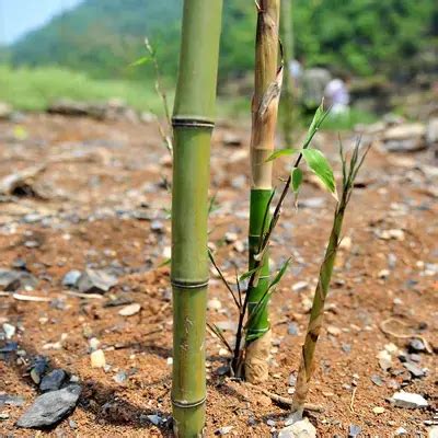 竹子種植|竹子种植技巧——简单易学的移竹种植方法